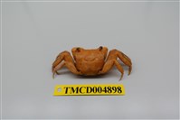 藏品(中型東方蟹)的圖片